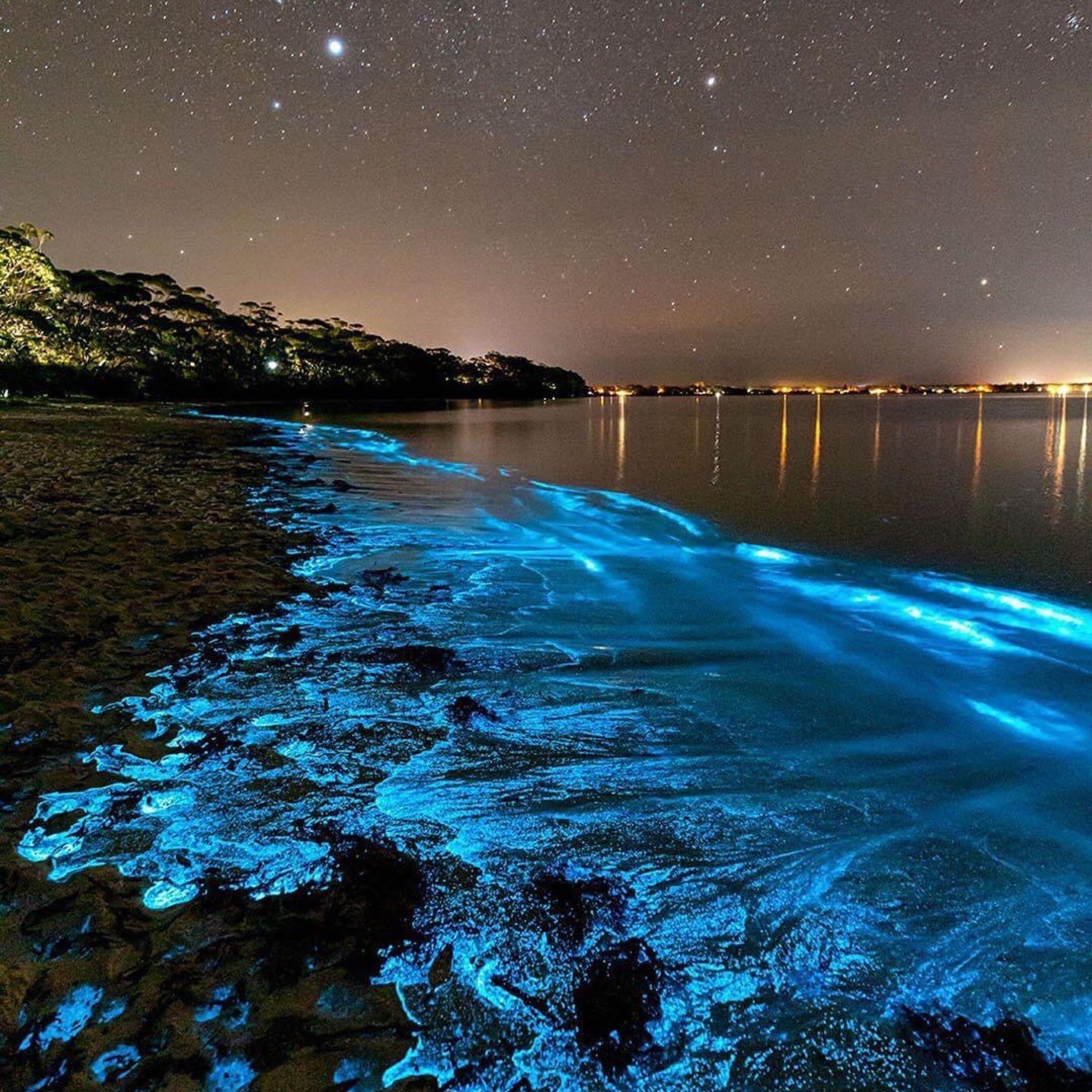 Biolumineszenz – Leuchtende Algen und ihre Geheimnisse