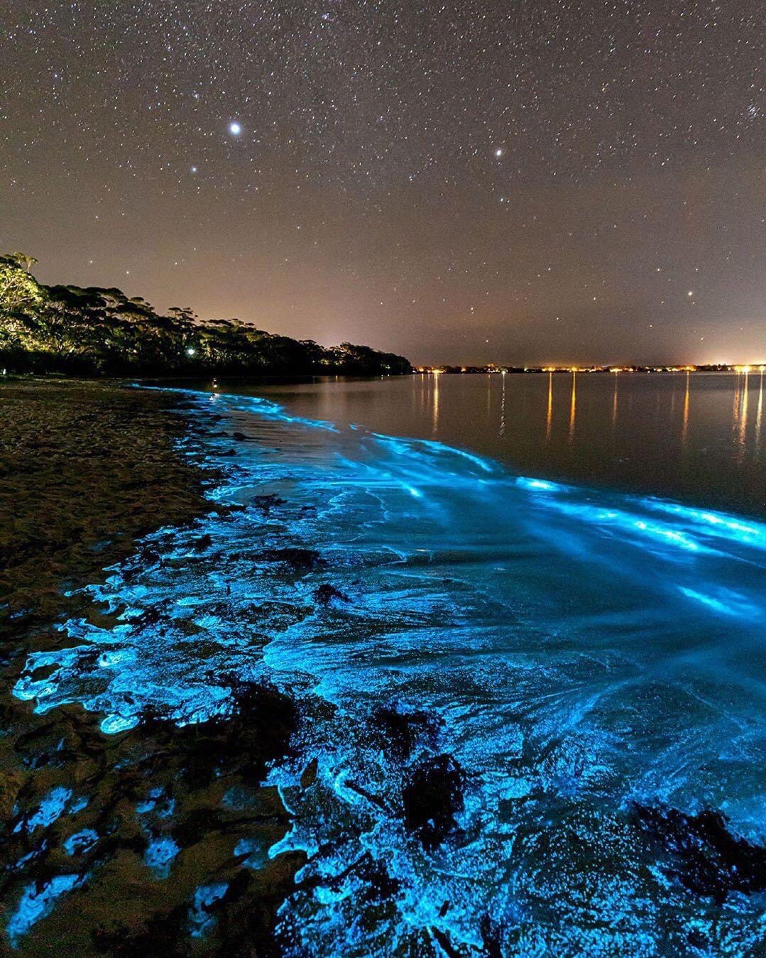 Biolumineszenz – Leuchtende Algen und ihre Geheimnisse
