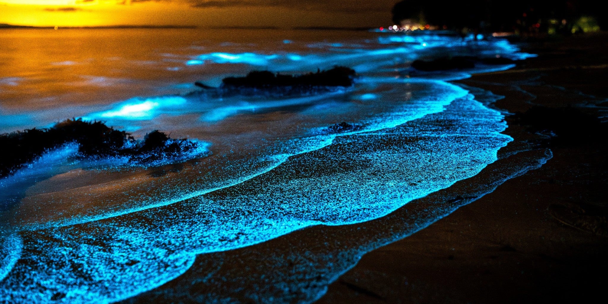 Biolumineszenz