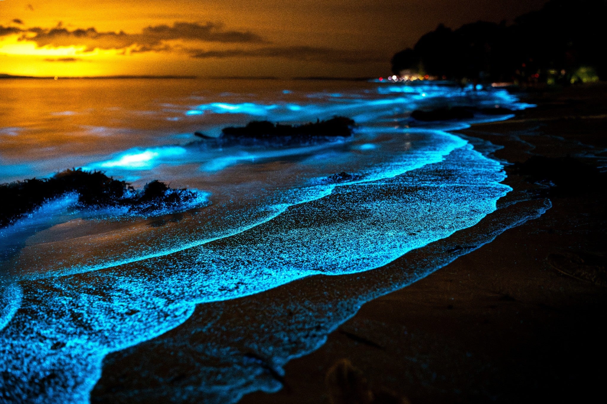 Biolumineszenz